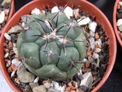 Coryphantha poselgeriana pot 5,5 cm - 12381416