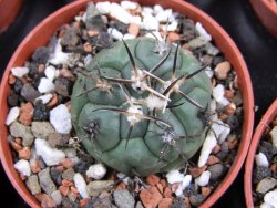 Coryphantha poselgeriana pot 5,5 cm - 12381417