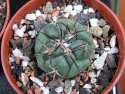 Coryphantha poselgeriana pot 5,5 cm - 12381418
