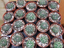 Coryphantha poselgeriana pot 5,5 cm - 12381419