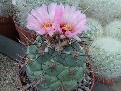 Coryphantha poselgeriana pot 5,5 cm - 12381420