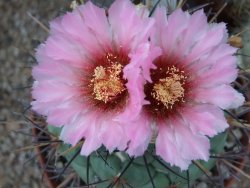Coryphantha poselgeriana pot 5,5 cm - 12381421
