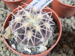 10 X Gymnocalycium spegazzinii punillaense Tom 06-81/1 El Obelisco pot 5,5 cm