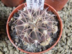 10 X Gymnocalycium spegazzinii punillaense Tom 06-81/1 El Obelisco pot 5,5 cm - 12381786