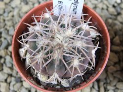 10 X Gymnocalycium spegazzinii punillaense Tom 06-81/1 El Obelisco pot 5,5 cm - 12381787