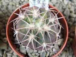10 X Gymnocalycium spegazzinii punillaense Tom 06-81/1 El Obelisco pot 5,5 cm - 12381788