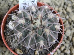10 X Gymnocalycium spegazzinii punillaense Tom 06-81/1 El Obelisco pot 5,5 cm - 12381789