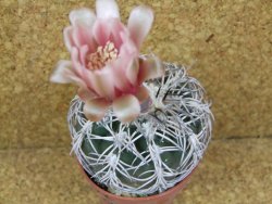 10 X Gymnocalycium spegazzinii punillaense Tom 06-81/1 El Obelisco pot 5,5 cm - 12381790