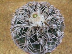 10 X Gymnocalycium spegazzinii punillaense Tom 06-81/1 El Obelisco pot 5,5 cm - 12381791