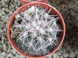 10 X Gymnocalycium spegazzinii punillaense Tom 06-81/1 El Obelisco pot 5,5 cm - 12382811