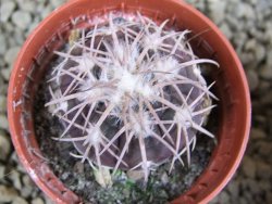 10 X Gymnocalycium spegazzinii punillaense Tom 06-81/1 El Obelisco pot 5,5 cm - 12382812