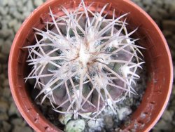 10 X Gymnocalycium spegazzinii punillaense Tom 06-81/1 El Obelisco pot 5,5 cm - 12382813