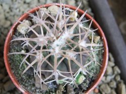 10 X Gymnocalycium spegazzinii punillaense Tom 06-81/1 El Obelisco pot 5,5 cm - 12382814