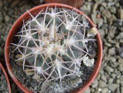 10 X Gymnocalycium spegazzinii punillaense Tom 06-81/1 El Obelisco pot 5,5 cm - 12382815
