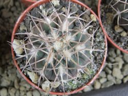 10 X Gymnocalycium spegazzinii punillaense Tom 06-81/1 El Obelisco pot 5,5 cm - 12382816