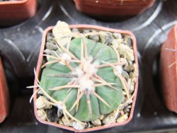 Echinocactus horizonthalonius Salinas, pot 4 cm