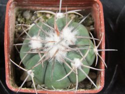 Echinocactus horizonthalonius Salinas, pot 4 cm - 12382061