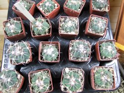 Echinocactus horizonthalonius Salinas, pot 4 cm - 12382065