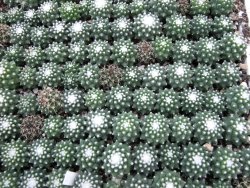 Mammillaria pubispina (sp. Šuba), 10 X - 12382564