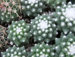 Mammillaria pubispina (sp. Šuba), 10 X - 12382567