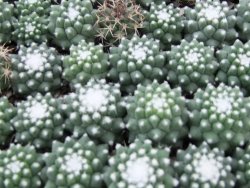 Mammillaria pubispina (sp. Šuba), 10 X - 12382568