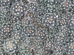 Hamatocactus setispinus, 5 X