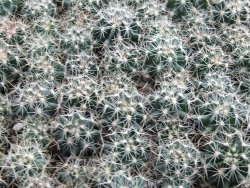 Hamatocactus setispinus setaceus, 5 X