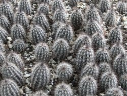 Setiechinopsis mirabilis, pot 5,5 cm