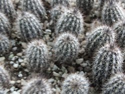 Setiechinopsis mirabilis, pot 5,5 cm - 12382576