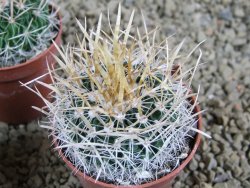 Echinofossulocactus erectocentrus SB 286 Dr. Arroyo pot 5,5 cm - 12382627