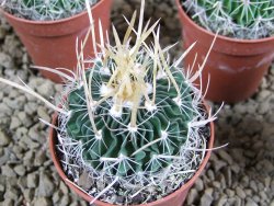 Echinofossulocactus erectocentrus SB 286 Dr. Arroyo pot 5,5 cm - 12382628