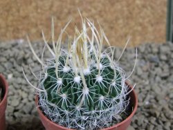 Echinofossulocactus erectocentrus SB 286 Dr. Arroyo pot 5,5 cm - 12382630