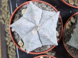 Astrophytum myriostigma pot 5,5 cm - 12382639