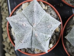 Astrophytum myriostigma pot 5,5 cm - 12382640