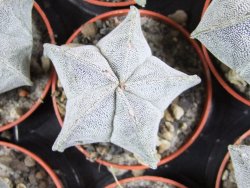 Astrophytum myriostigma pot 5,5 cm - 12382641