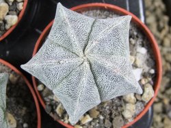 Astrophytum myriostigma pot 5,5 cm - 12382642