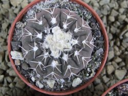 Gymnocalycium asterium paucispinum 2,5+ cm
