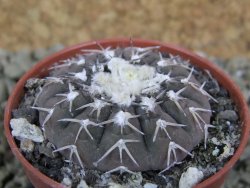 Gymnocalycium asterium paucispinum 2,5+ cm - 12382653