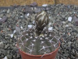 Gymnocalycium asterium paucispinum 2,5+ cm - 12408194
