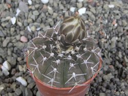 Gymnocalycium asterium paucispinum 2,5+ cm - 12408195