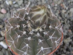 Gymnocalycium asterium paucispinum 2,5+ cm - 12408196