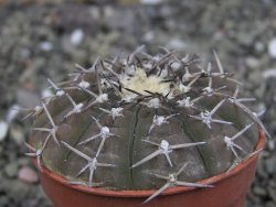 Gymnocalycium asterium paucispinum 2,5+ cm - 12408197