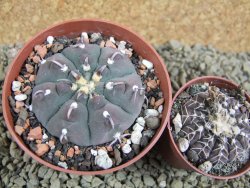 Gymnocalycium vatteri unguispinum, pot 8,5 cm - 12382739