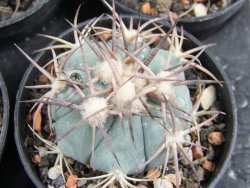 Echinocactus horizonthalonius Estancio Marte, pot 5,5 cm