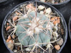 Echinocactus horizonthalonius Estancio Marte, pot 5,5 cm - 12382749