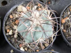 Echinocactus horizonthalonius Estancio Marte, pot 5,5 cm - 12382751