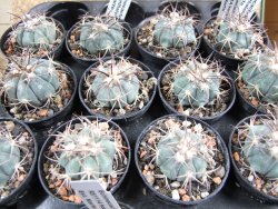 Echinocactus horizonthalonius Estancio Marte, pot 5,5 cm - 12382753