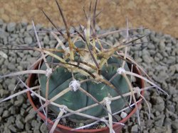 Gymnocalycium armatum, pot 7 cm - 12383045
