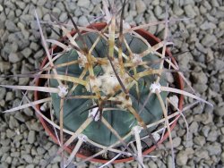 Gymnocalycium armatum, pot 7 cm - 12383046