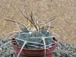 Gymnocalycium armatum, pot 7 cm - 12383047